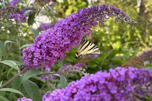 In Germany, thermophilic species such as the scarce swallowtail (Iphiclides podalirius) are spreading as a result of climate change. The scarce swallowtail (Iphiclides podalirius).