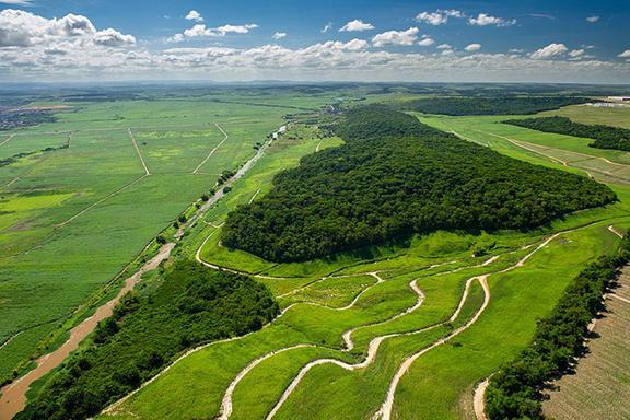 Remains of the Atlantic Forest near Recife, Brazil Photo: CacioM / AdobeStock
