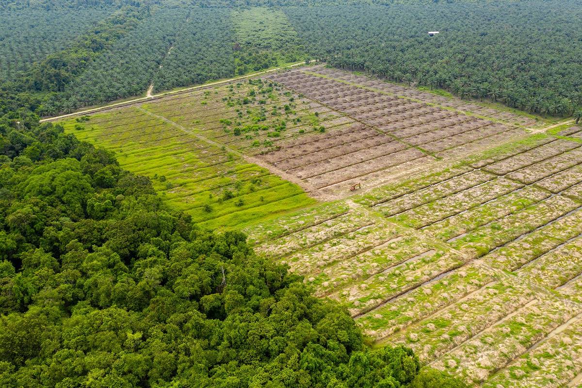 Deforestation in a tropical rainforest to make way for palm oil plantations Photo: Adobe stock / whitcomberd