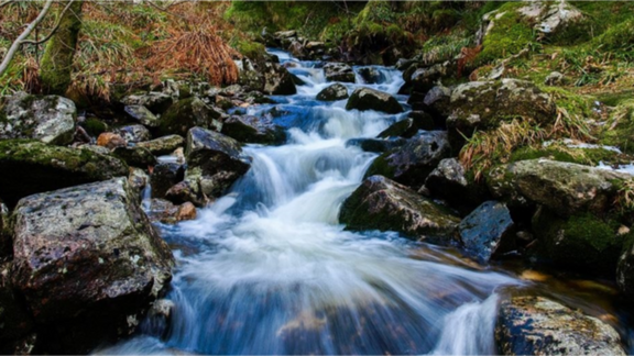 Water 