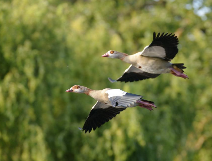 The Egyptian Goose, first introduced to the UK in the 17th Century, is one invasive alien species included in the report ©Maciej Olszewski, Adobe Stock 2019