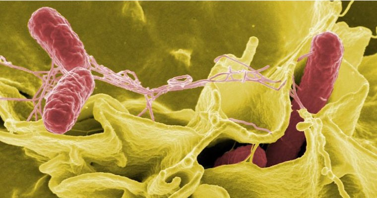 Bacteria that hijack the host immune system Photo: Daphne Stapels